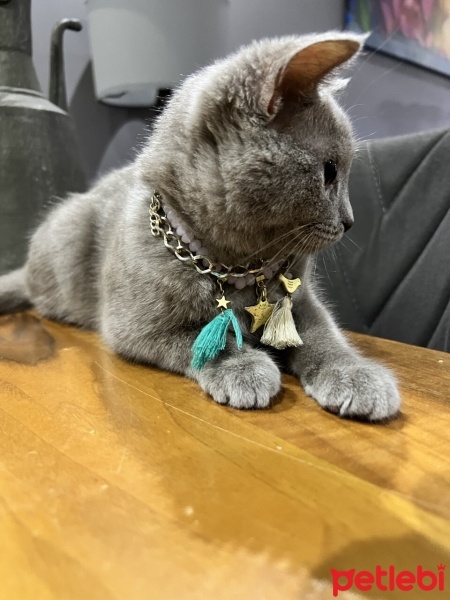 British Shorthair, Kedi  Müezza Tania fotoğrafı
