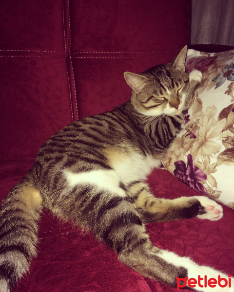 Tekir Kedi, Kedi  Mia fotoğrafı