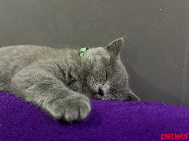 British Longhair, Kedi  Pasha fotoğrafı