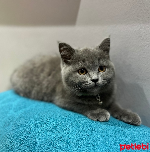 British Longhair, Kedi  Pasha fotoğrafı