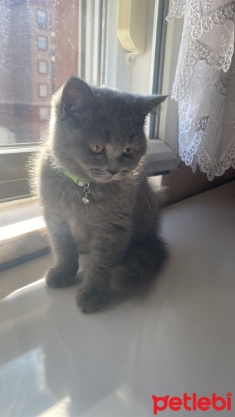 British Longhair, Kedi  Pasha fotoğrafı