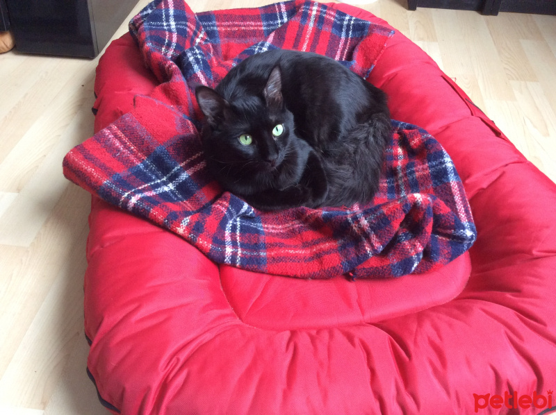 Bengal, Kedi  Kiki fotoğrafı