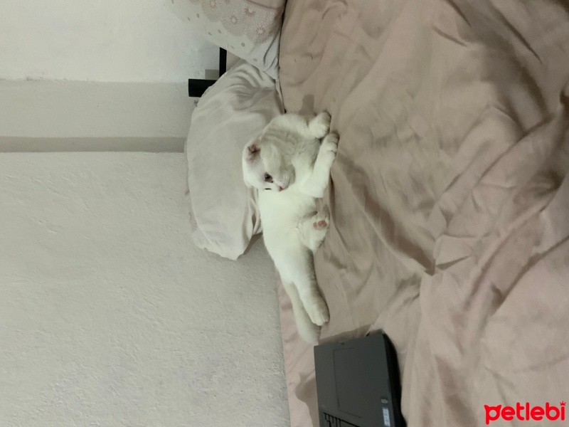 Scottish Fold, Kedi  keko fotoğrafı