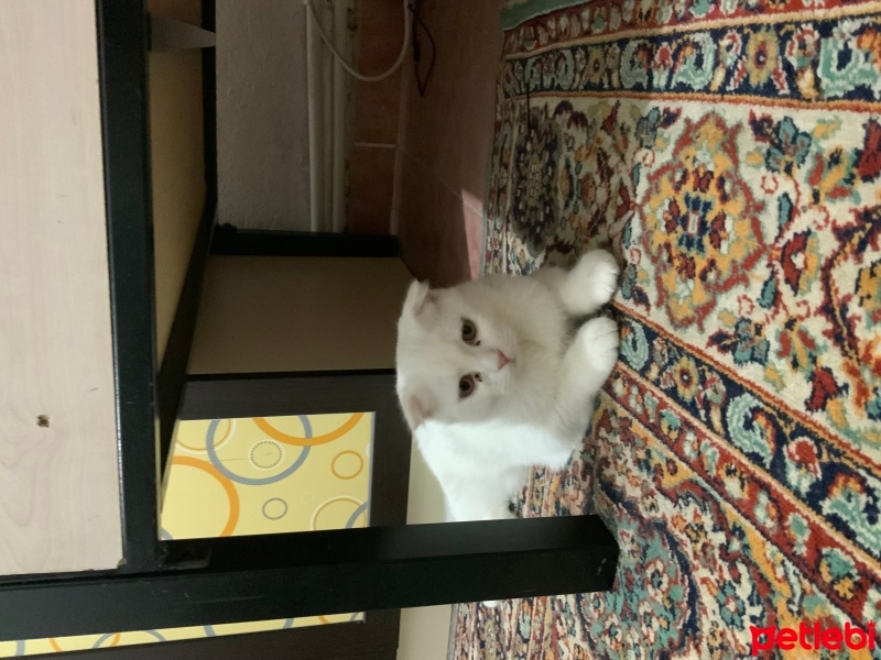 Scottish Fold, Kedi  keko fotoğrafı