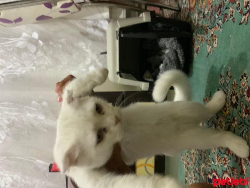 Scottish Fold, Kedi  keko fotoğrafı