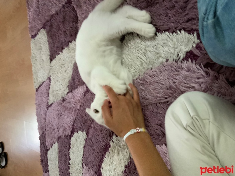 Scottish Fold, Kedi  keko fotoğrafı