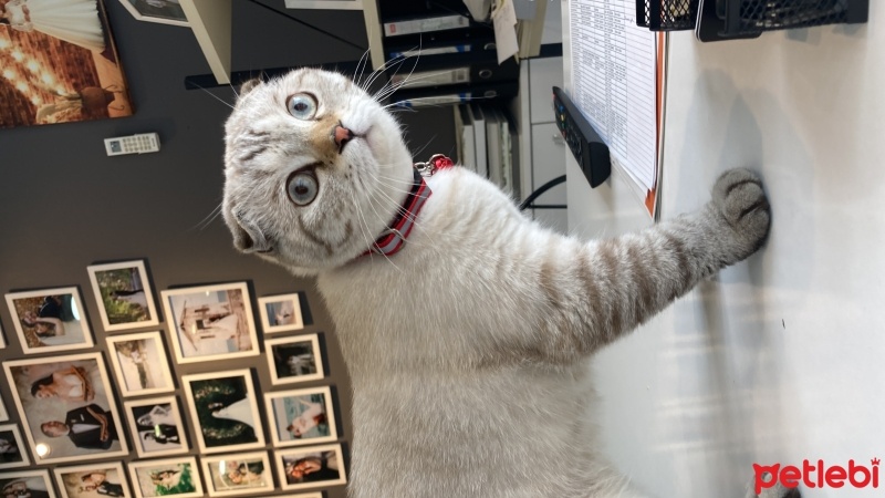 Scottish Fold, Kedi  Pamuk fotoğrafı