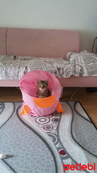 Tekir Kedi, Kedi  Gece fotoğrafı