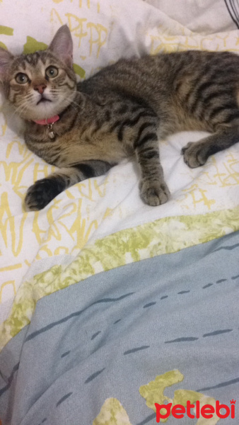 Tekir Kedi, Kedi  Gece fotoğrafı