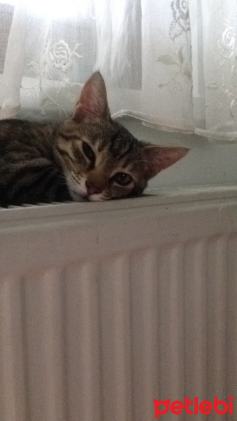 Tekir Kedi, Kedi  Gece fotoğrafı