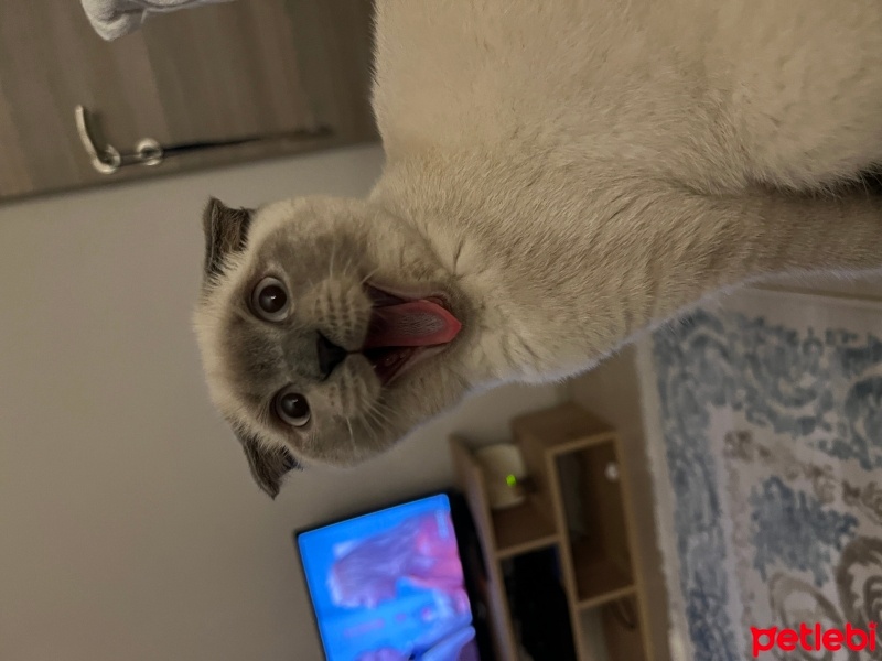 Scottish Fold, Kedi  mia fotoğrafı