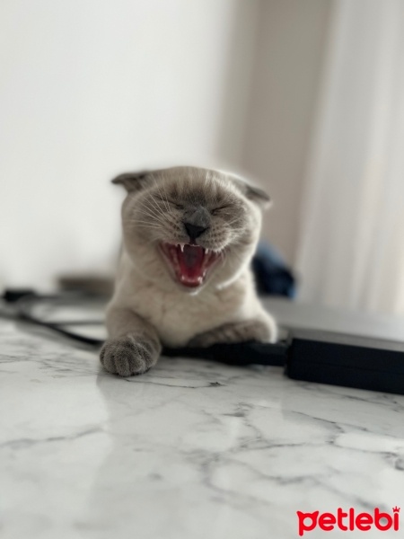 Scottish Fold, Kedi  mia fotoğrafı