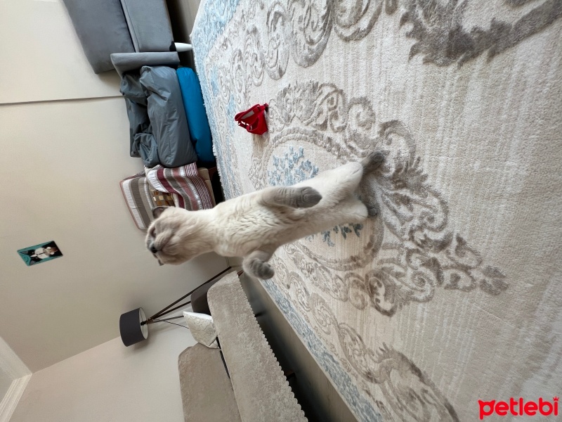 Scottish Fold, Kedi  mia fotoğrafı
