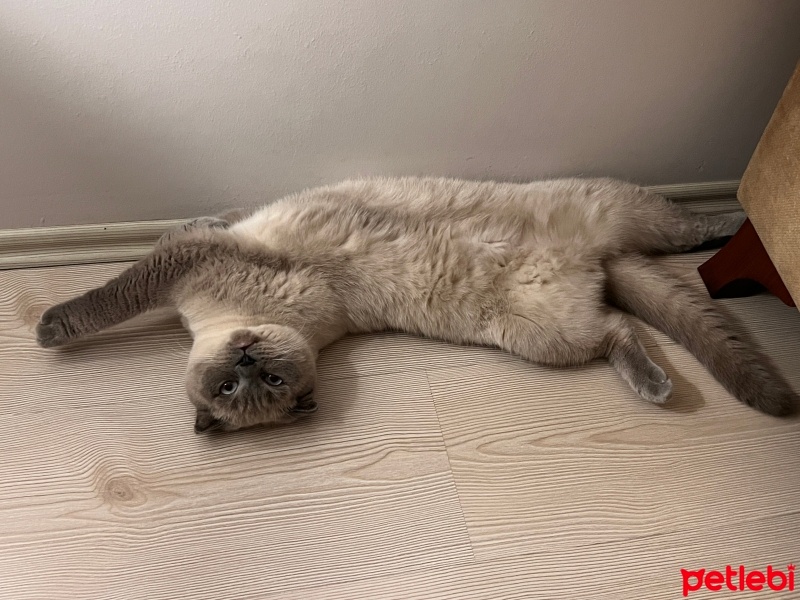 Scottish Fold, Kedi  mia fotoğrafı