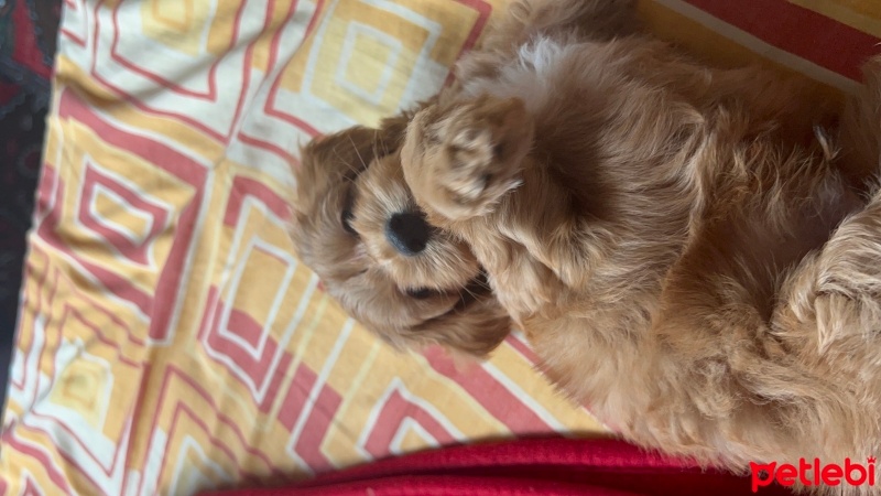 Poodle (Minyatür Kaniş), Köpek  Coco fotoğrafı