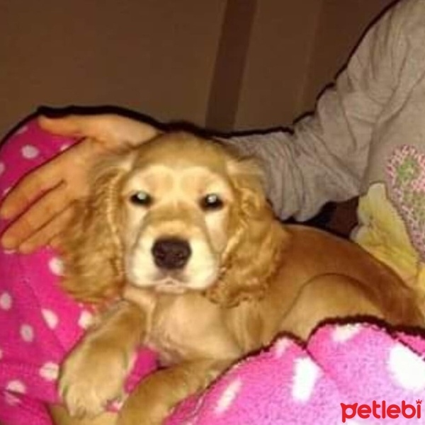 İngiliz Cocker Spaniel, Köpek  Papi fotoğrafı
