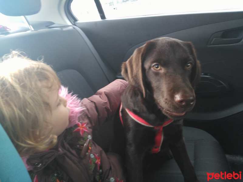 Labrador Retriever, Köpek  Bella fotoğrafı