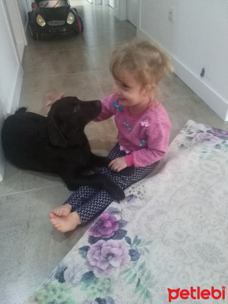 Labrador Retriever, Köpek  Bella fotoğrafı