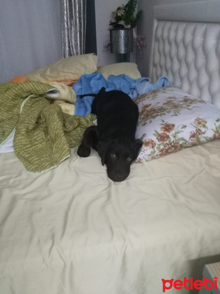 Labrador Retriever, Köpek  Bella fotoğrafı