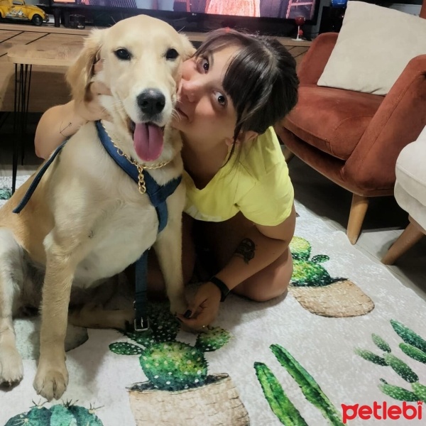 Golden Retriever, Köpek  Köpük fotoğrafı