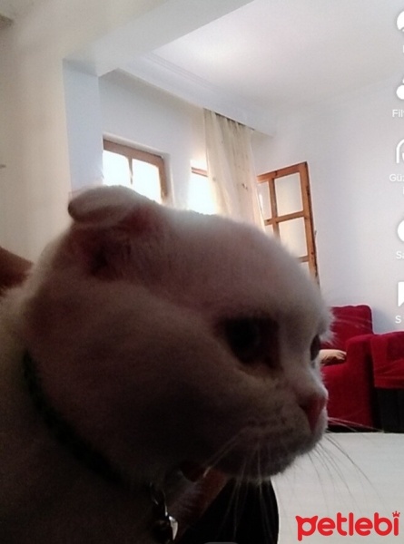 Scottish Fold, Kedi  Kedi fotoğrafı