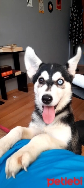 Sibirya Kurdu (Husky), Köpek  Lissa fotoğrafı