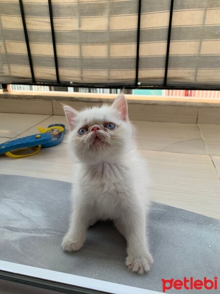 Exotic Shorthair, Kedi  barney fotoğrafı