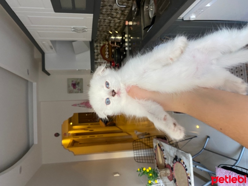 Scottish Fold, Kedi  Köpük fotoğrafı