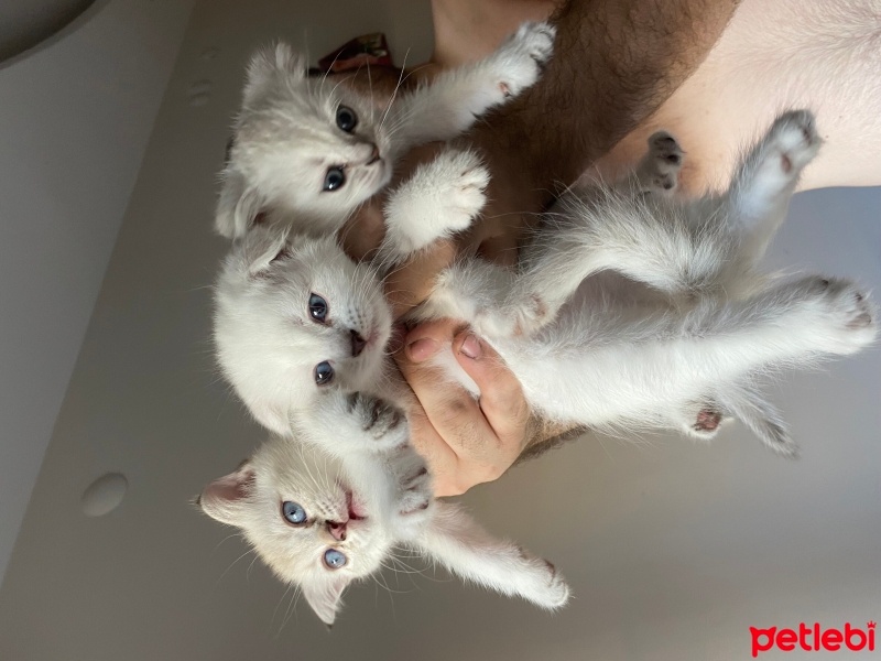 Scottish Fold, Kedi  Köpük fotoğrafı