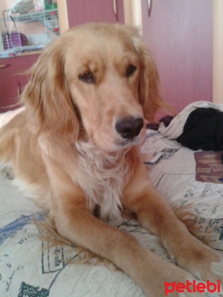 Golden Retriever, Köpek  Bal fotoğrafı