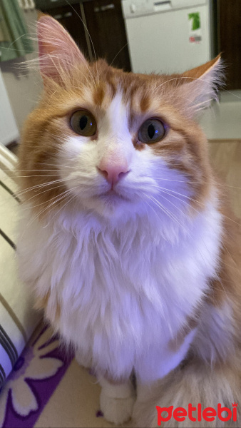 Sarman, Kedi  Tarçın fotoğrafı