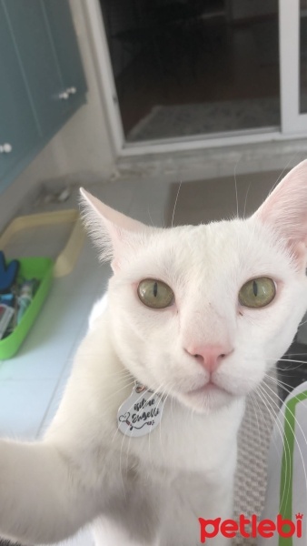 Tekir Kedi, Kedi  Bulut fotoğrafı