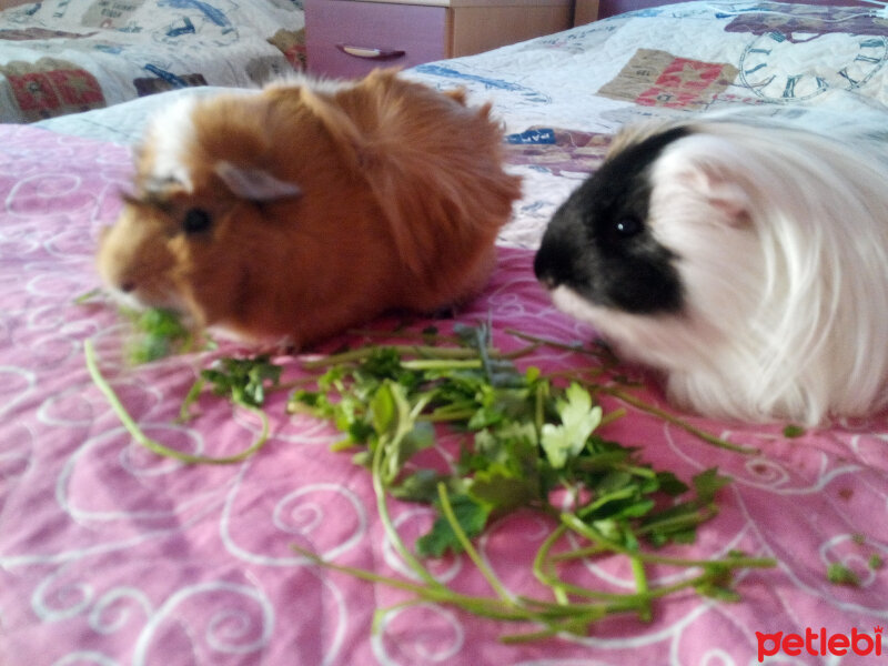 Guinea Pig, Kemirgen  Dusty fotoğrafı