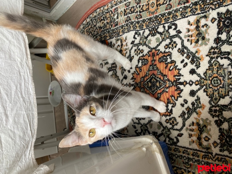 Tekir Kedi, Kedi  Latte fotoğrafı