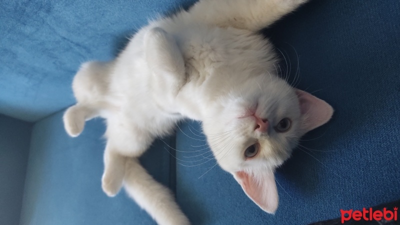 Scottish Fold, Kedi  Mia fotoğrafı