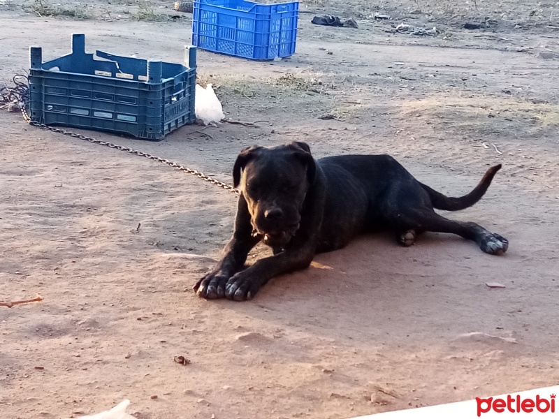 Cane Corso Italiano, Köpek  Gece fotoğrafı