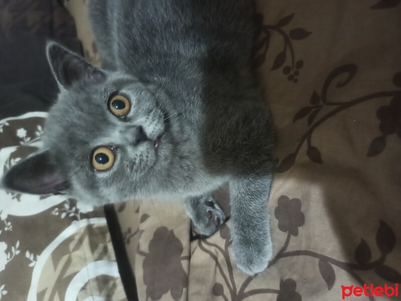 British Shorthair, Kedi  İzabel fotoğrafı