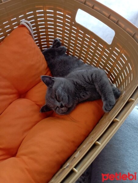 British Shorthair, Kedi  İzabel fotoğrafı