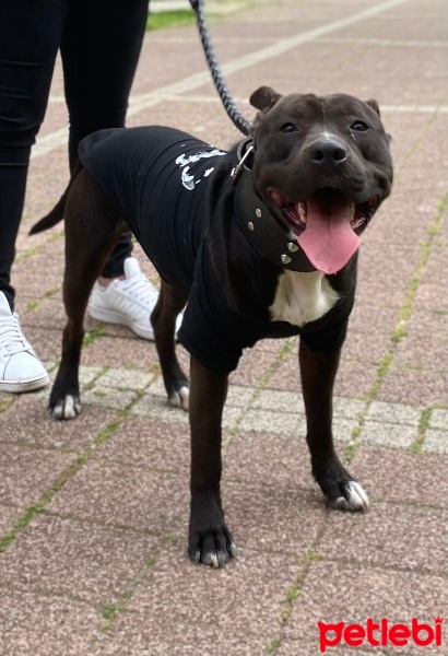 Amerikan Staffordshire Terrier, Köpek  Bey fotoğrafı