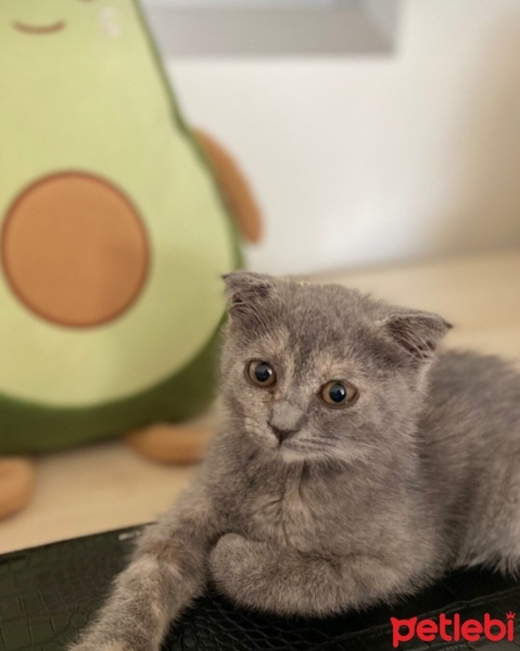 Scottish Fold, Kedi  Gece fotoğrafı