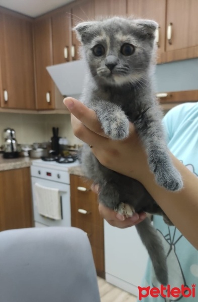Scottish Fold, Kedi  Gece fotoğrafı