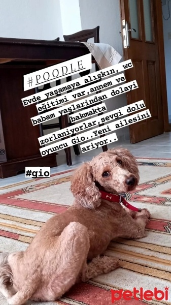 Poodle(Standart Kaniş), Köpek  Gio fotoğrafı