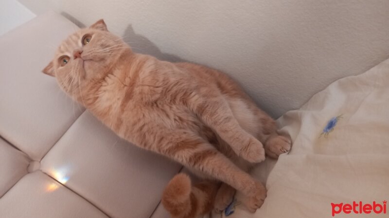 Scottish Fold, Kedi  Dalin fotoğrafı