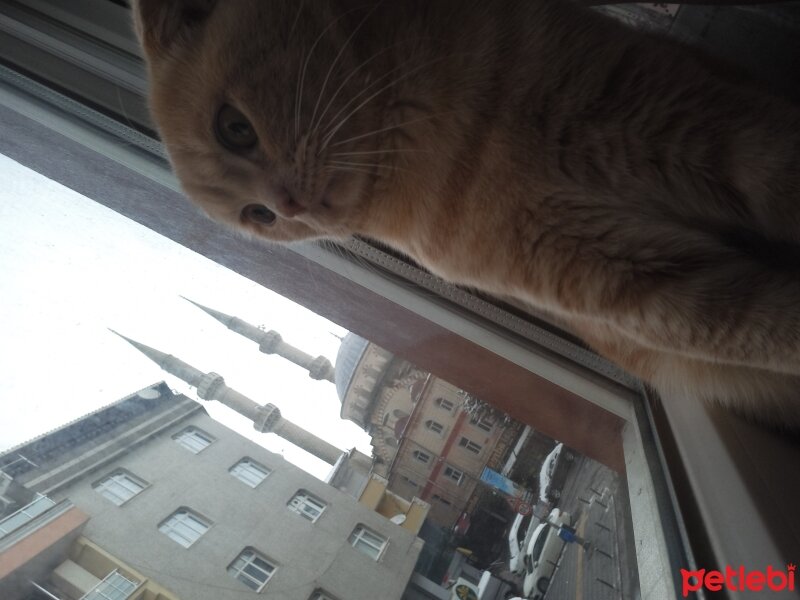 Scottish Fold, Kedi  Dalin fotoğrafı