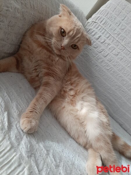 Scottish Fold, Kedi  Dalin fotoğrafı