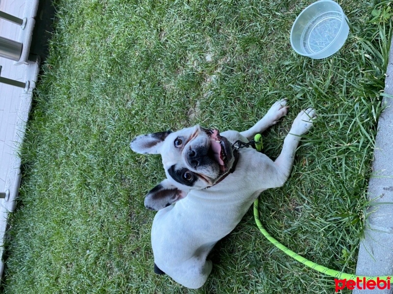 Fransız Bulldog, Köpek  Patron fotoğrafı