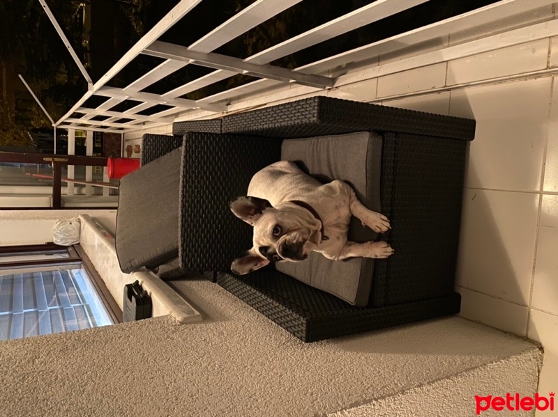 Fransız Bulldog, Köpek  Patron fotoğrafı