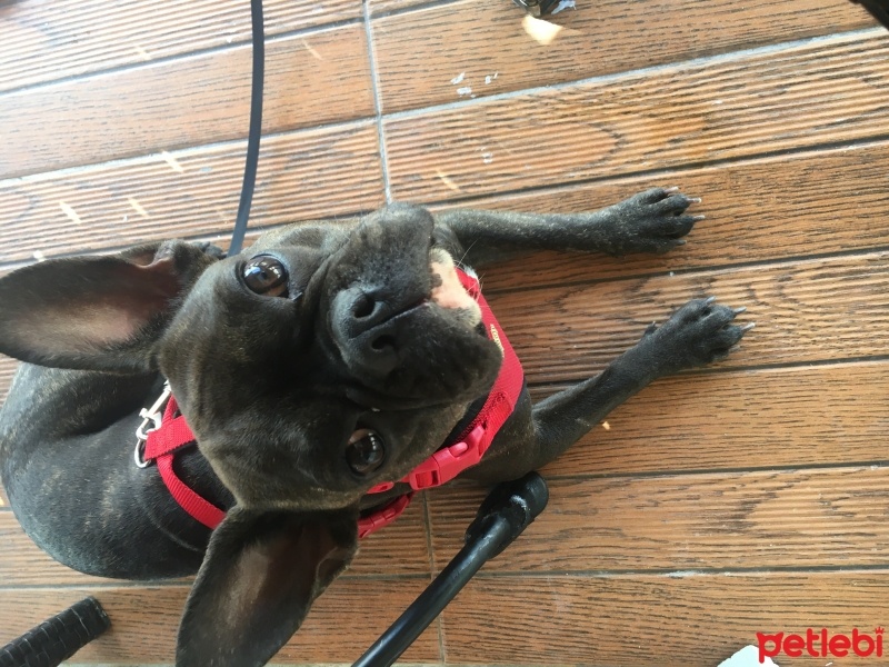 Fransız Bulldog, Köpek  bitter fotoğrafı