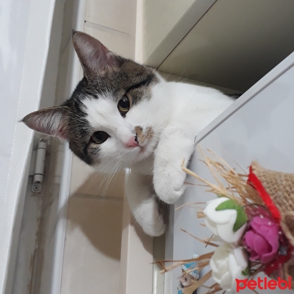 Tekir Kedi, Kedi  PAŞA fotoğrafı