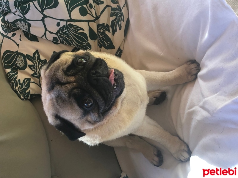 Pug, Köpek  Buddy fotoğrafı